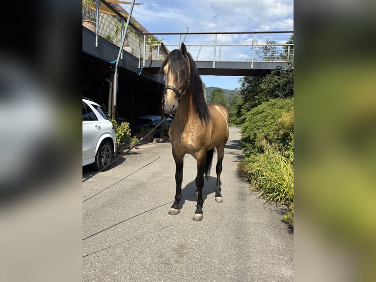PRE Mix Gelding 7 years 16 hh Buckskin in Baar