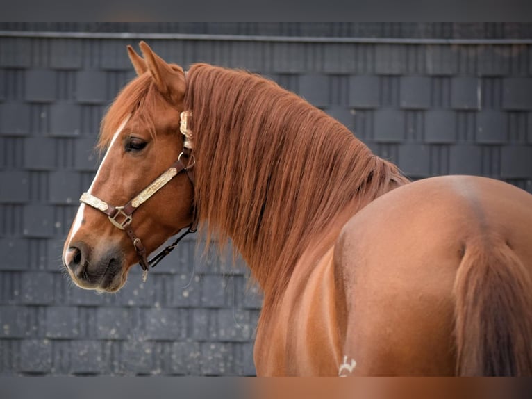 PRE Mix Gelding 7 years 16 hh Chestnut-Red in Wildenbruch