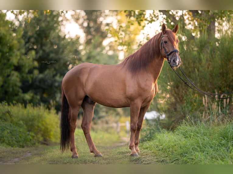 PRE Mix Gelding 7 years 16 hh Chestnut-Red in Trebbin