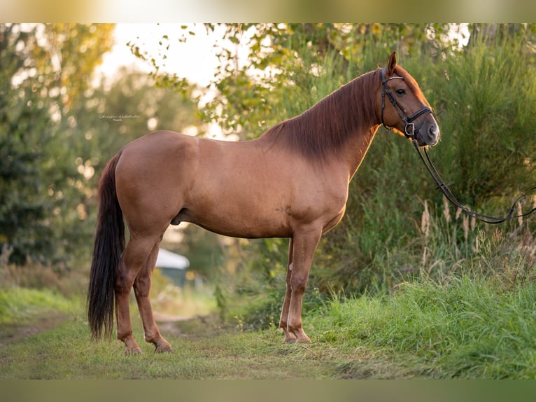 PRE Mix Gelding 7 years 16 hh Chestnut-Red in Trebbin