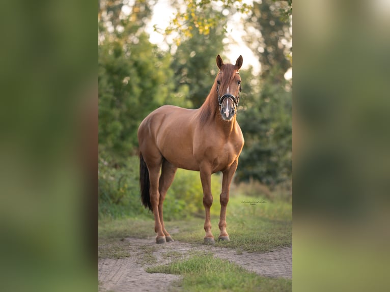 PRE Mix Gelding 7 years 16 hh Chestnut-Red in Trebbin