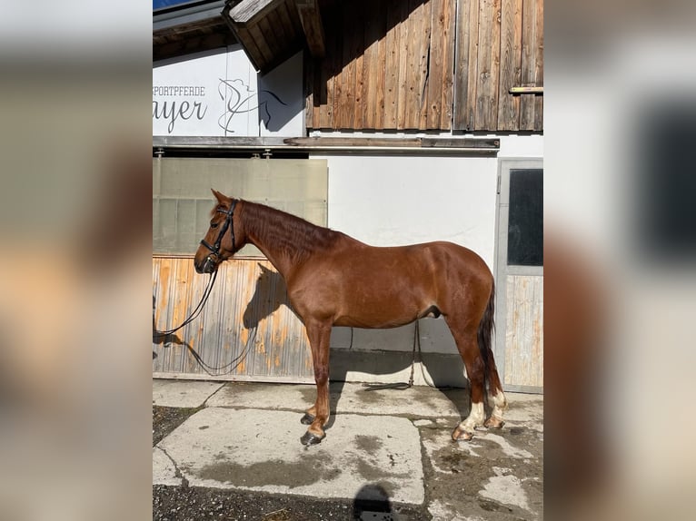 PRE Mix Gelding 7 years 16 hh Chestnut-Red in Puch