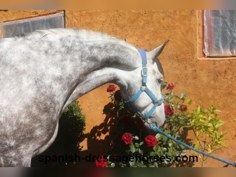 PRE Gelding 7 years 16 hh Gray in Barcelona