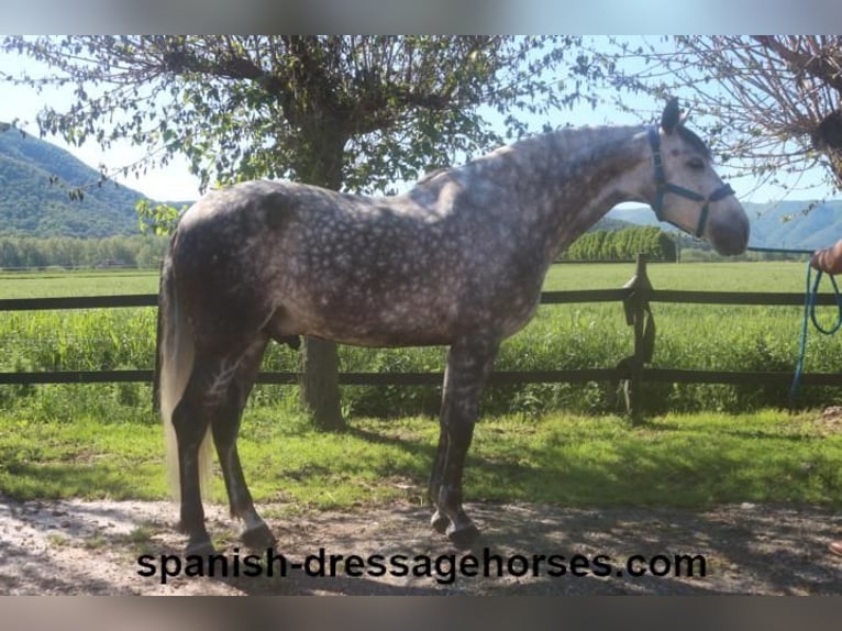 PRE Gelding 7 years 16 hh Gray in Barcelona