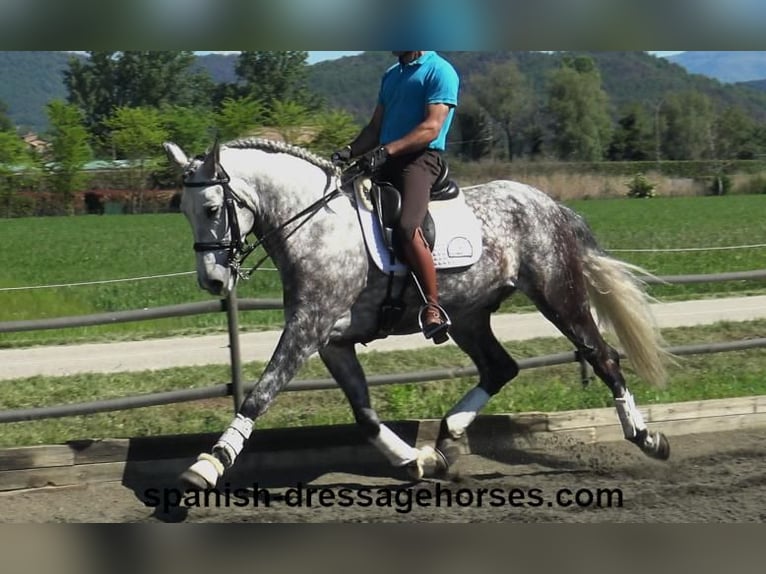 PRE Gelding 7 years 16 hh Gray in Barcelona