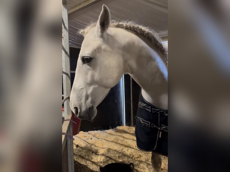 PRE Gelding 7 years 16 hh Gray in &#x141;&#xF3;d&#x17A;