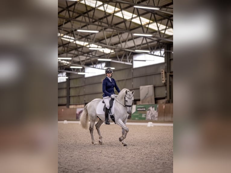 PRE Gelding 7 years 16 hh Gray in &#x141;&#xF3;d&#x17A;