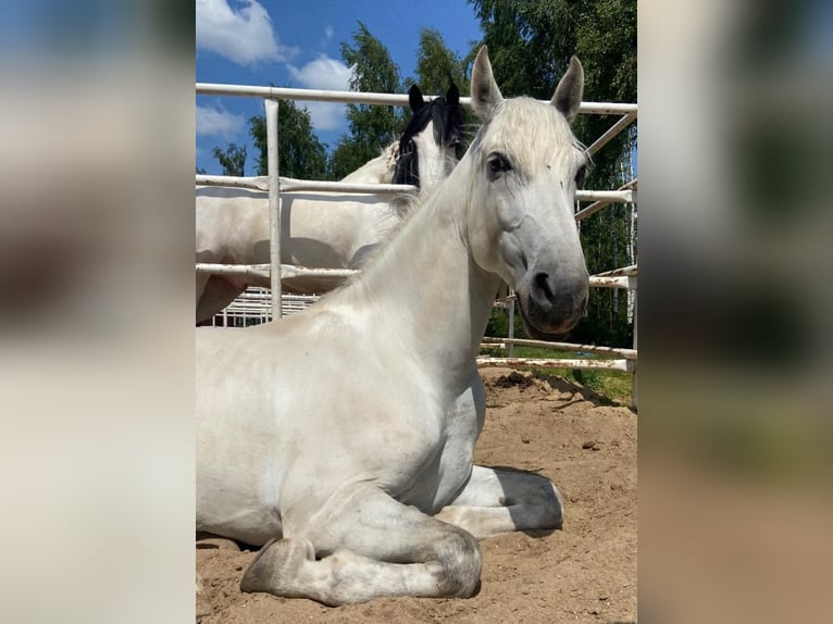 PRE Gelding 7 years 16 hh Gray in &#x141;&#xF3;d&#x17A;