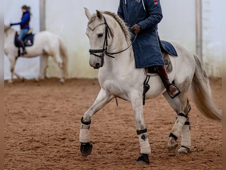 PRE Gelding 7 years 16 hh Gray in &#x141;&#xF3;d&#x17A;