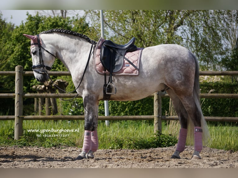 PRE Gelding 7 years 16 hh Gray-Red-Tan in Den Haag