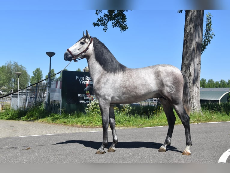 PRE Gelding 7 years 16 hh Gray-Red-Tan in Den Haag