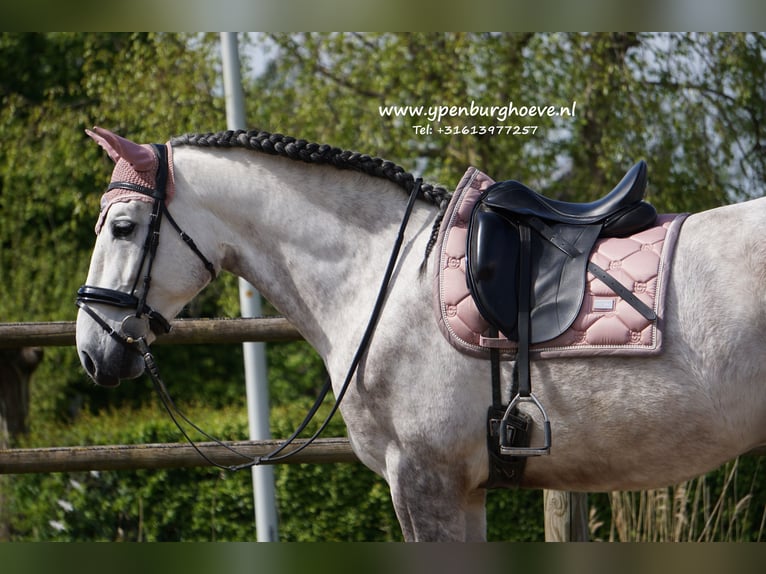 PRE Gelding 7 years 16 hh Gray-Red-Tan in Den Haag