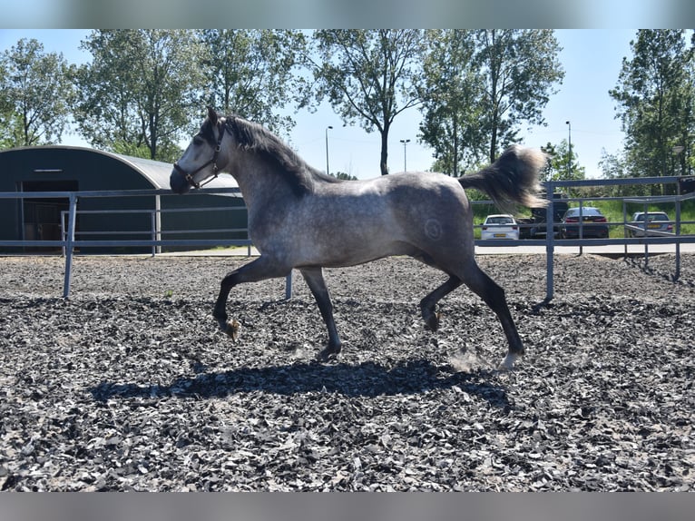 PRE Gelding 7 years 16 hh Gray-Red-Tan in Den Haag