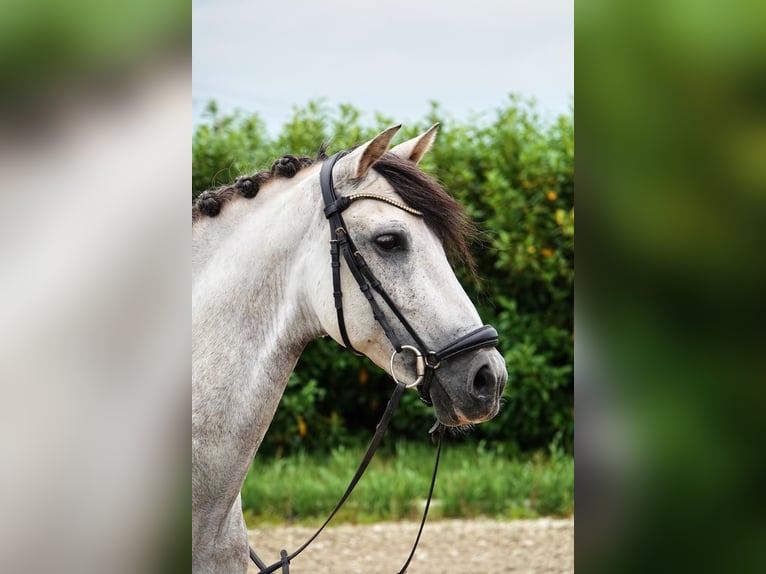 PRE Mix Gelding 7 years 16 hh Grey-Dapple in Kedichem