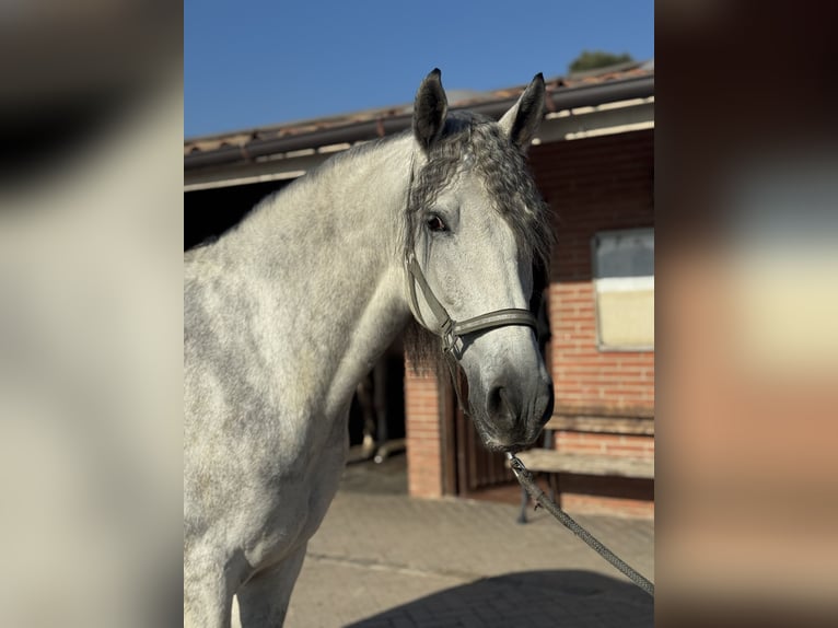 PRE Mix Gelding 7 years 16 hh Grey in Santa Perpetua de Mogoda