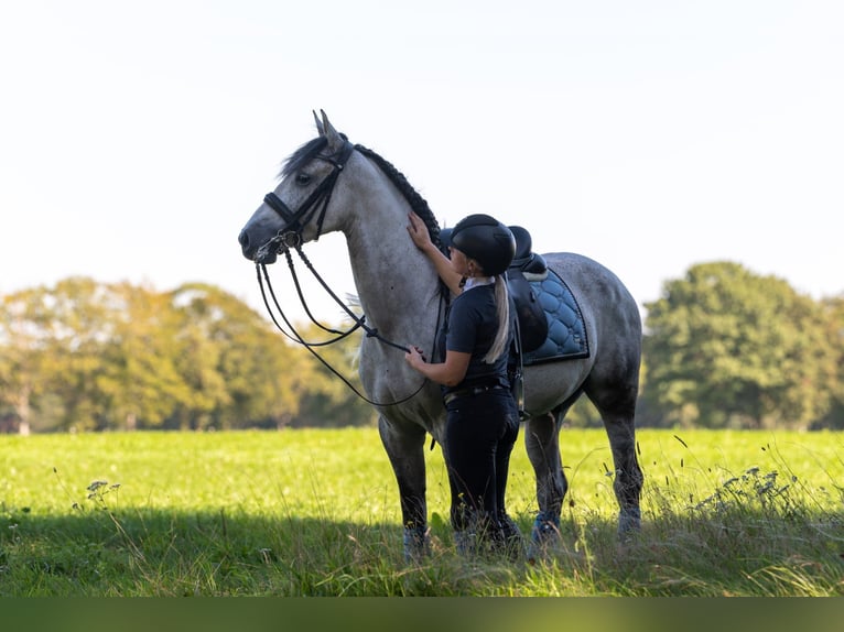 PRE Gelding 7 years 16 hh Grey in M&#xFC;nchen