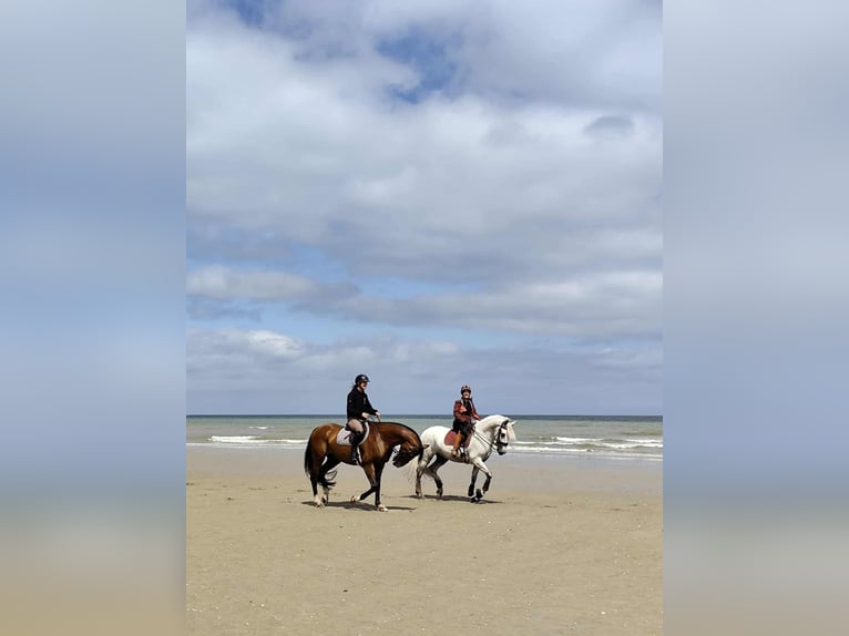 PRE Mix Gelding 7 years 16 hh Grey in Troarn