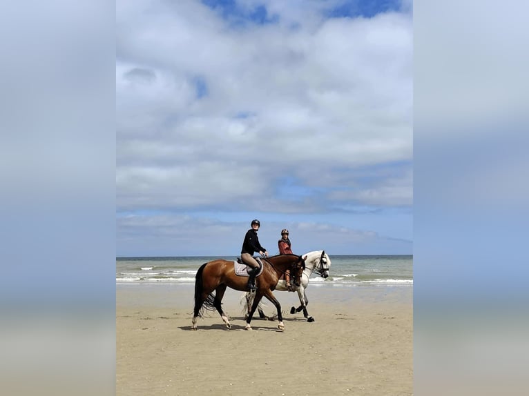 PRE Mix Gelding 7 years 16 hh Grey in Troarn