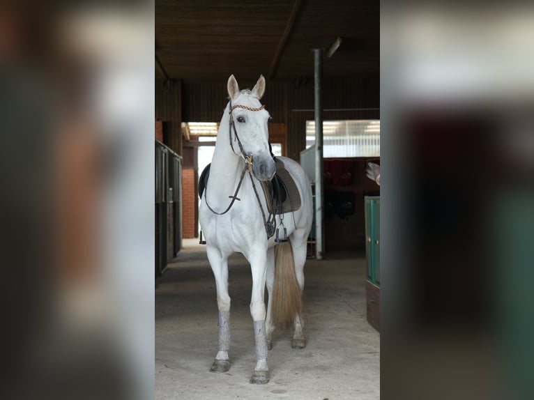 PRE Mix Gelding 7 years 16 hh Grey in Bröthen PRE Mix Gelding 7 years 16 hh Grey in Bröthen