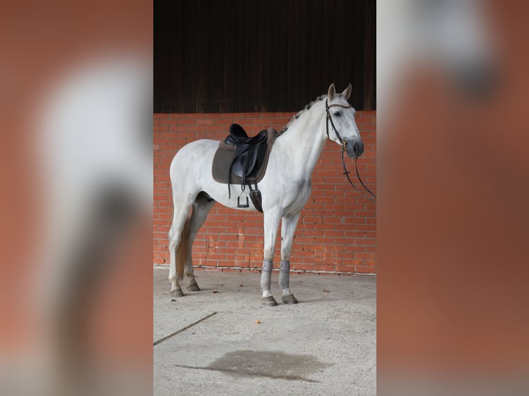 PRE Mix Gelding 7 years 16 hh Grey in Bröthen PRE Mix Gelding 7 years 16 hh Grey in Bröthen