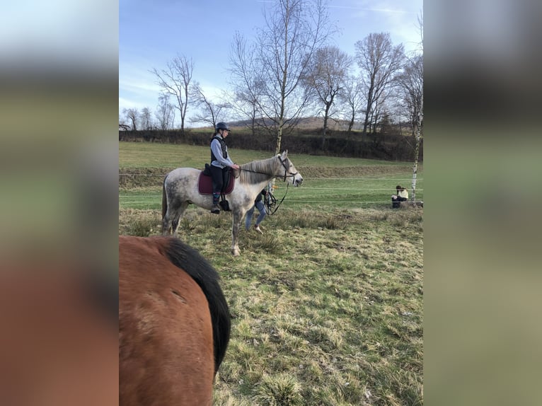 PRE Gelding 7 years 16 hh Grey in Wehretal