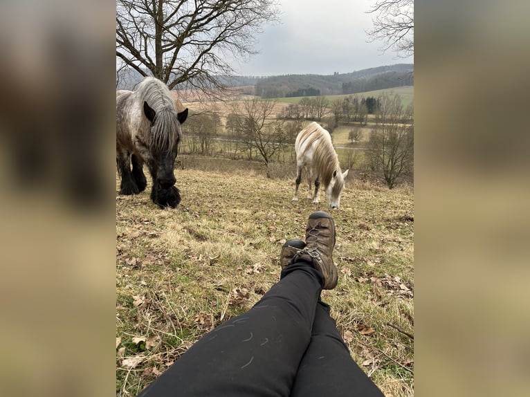 PRE Gelding 7 years 16 hh Grey in Wehretal
