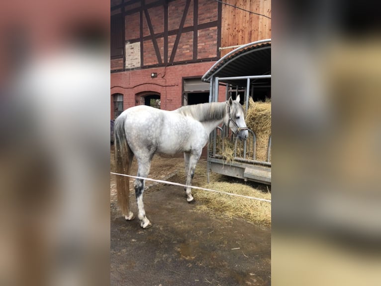 PRE Gelding 7 years 16 hh Grey in Wehretal