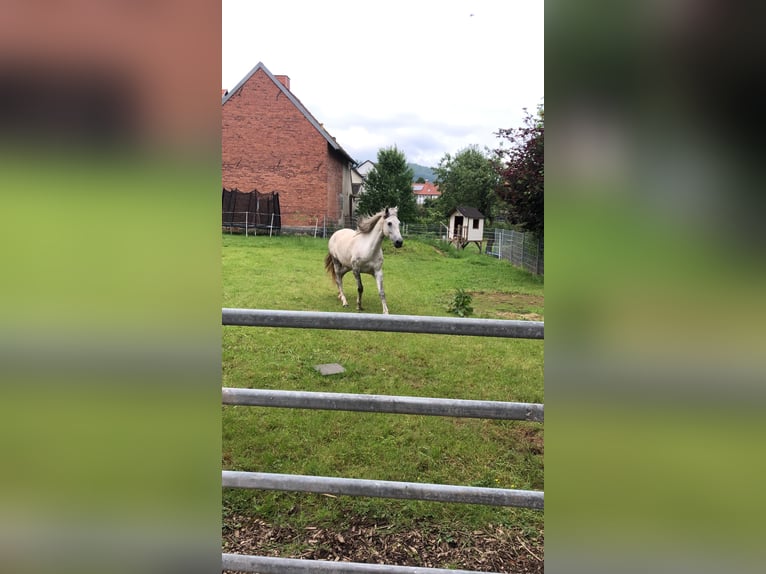 PRE Gelding 7 years 16 hh Grey in Wehretal