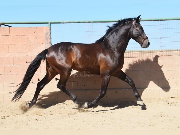 PRE Gelding 7 years 16,1 hh Bay-Dark in Provinz Malaga