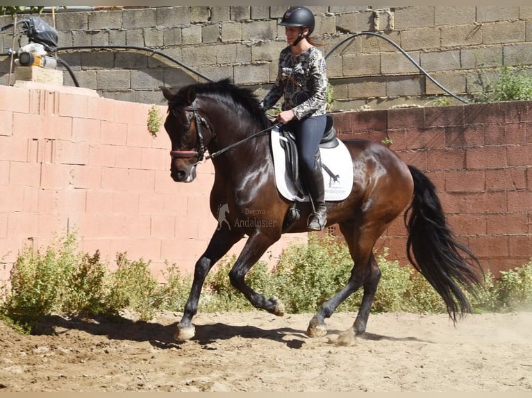 PRE Gelding 7 years 16,1 hh Bay-Dark in Provinz Malaga