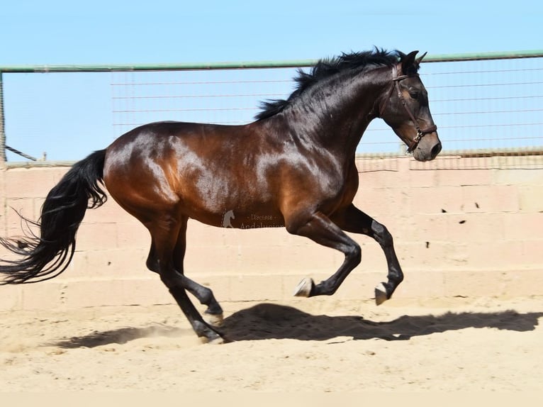 PRE Gelding 7 years 16,1 hh Bay-Dark in Provinz Malaga