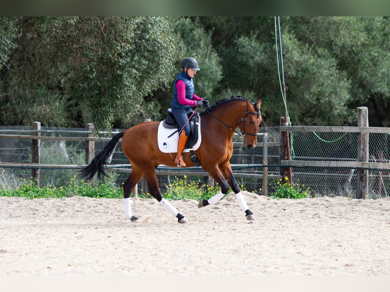 PRE Gelding 7 years 16,1 hh Brown in Vejer de la Frontera