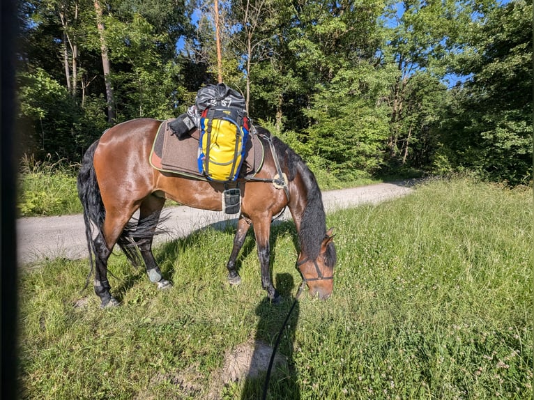 PRE Gelding 7 years 16,1 hh Brown in Ahorn