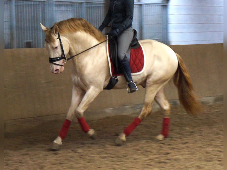 PRE Mix Gelding 7 years 16,1 hh Cremello in G&#xFC;tersloh