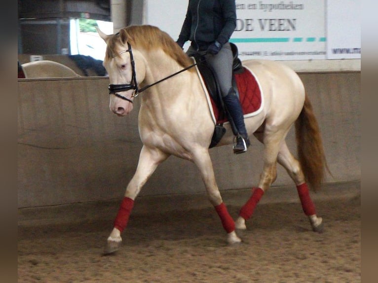 PRE Mix Gelding 7 years 16,1 hh Cremello in G&#xFC;tersloh