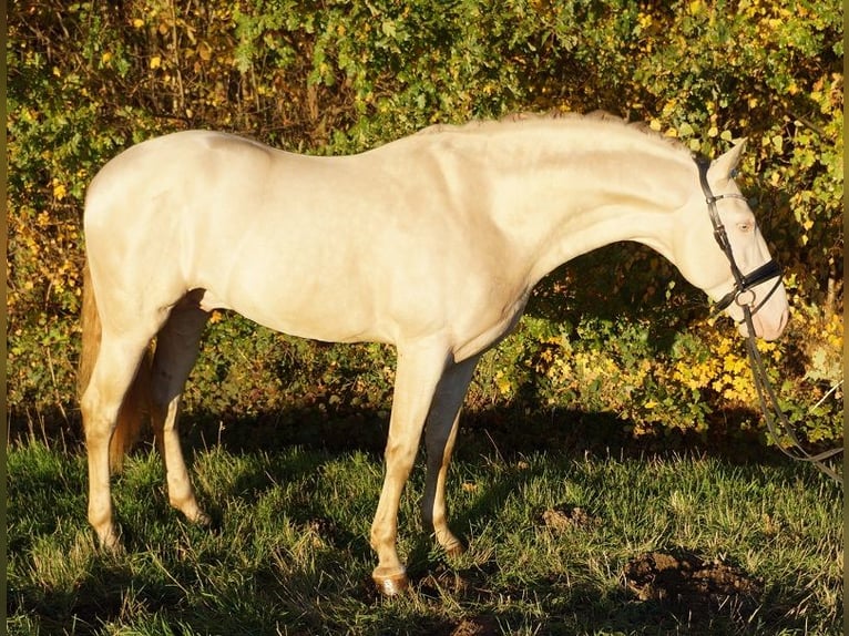 PRE Mix Gelding 7 years 16,1 hh Cremello in G&#xFC;tersloh