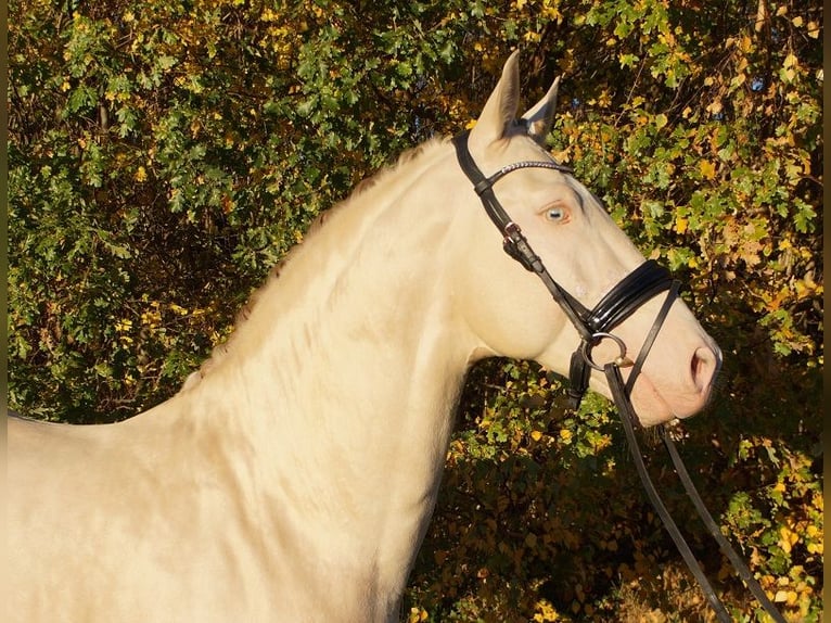 PRE Mix Gelding 7 years 16,1 hh Cremello in G&#xFC;tersloh