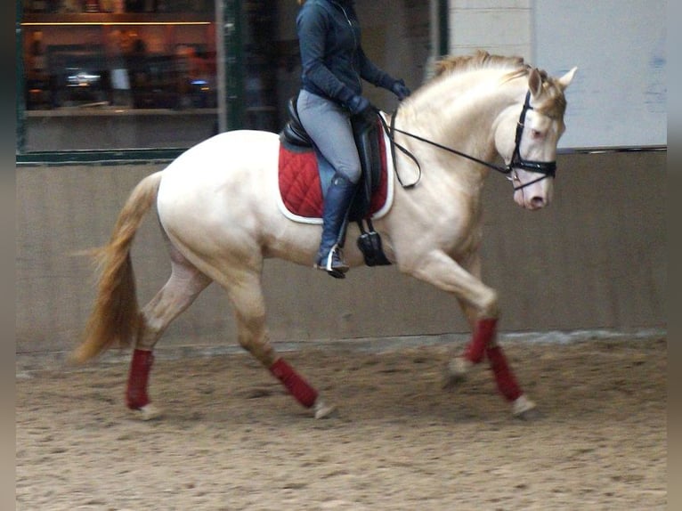 PRE Mix Gelding 7 years 16,1 hh Cremello in G&#xFC;tersloh