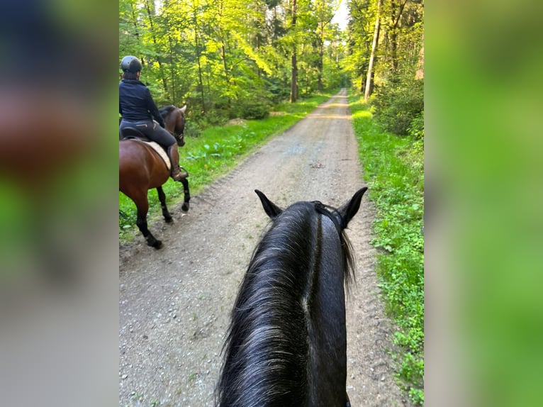 PRE Mix Gelding 7 years 16,1 hh Grey-Dark-Tan in Neum&#xFC;nster