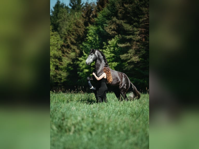 PRE Mix Gelding 7 years 16,1 hh Grey-Dark-Tan in Neum&#xFC;nster