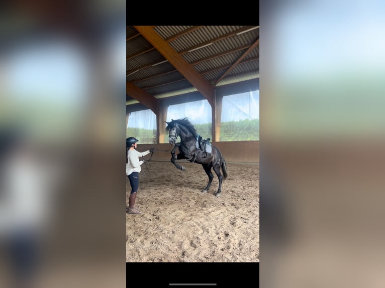 PRE Mix Gelding 7 years 16,1 hh Grey-Dark-Tan in Neum&#xFC;nster