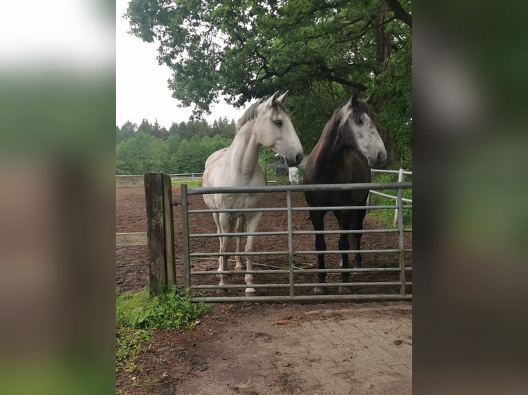 PRE Mix Gelding 7 years 16,1 hh Grey-Dark-Tan in Neum&#xFC;nster