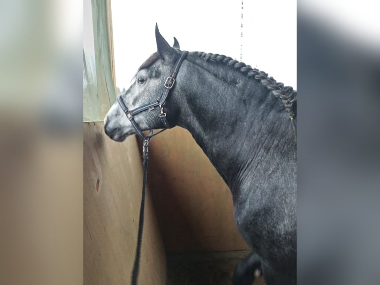 PRE Mix Gelding 7 years 16,1 hh Grey-Dark-Tan in Neum&#xFC;nster