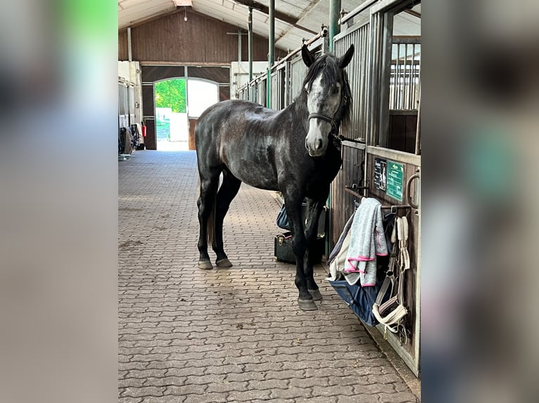 PRE Mix Gelding 7 years 16,1 hh Grey-Dark-Tan in Neum&#xFC;nster