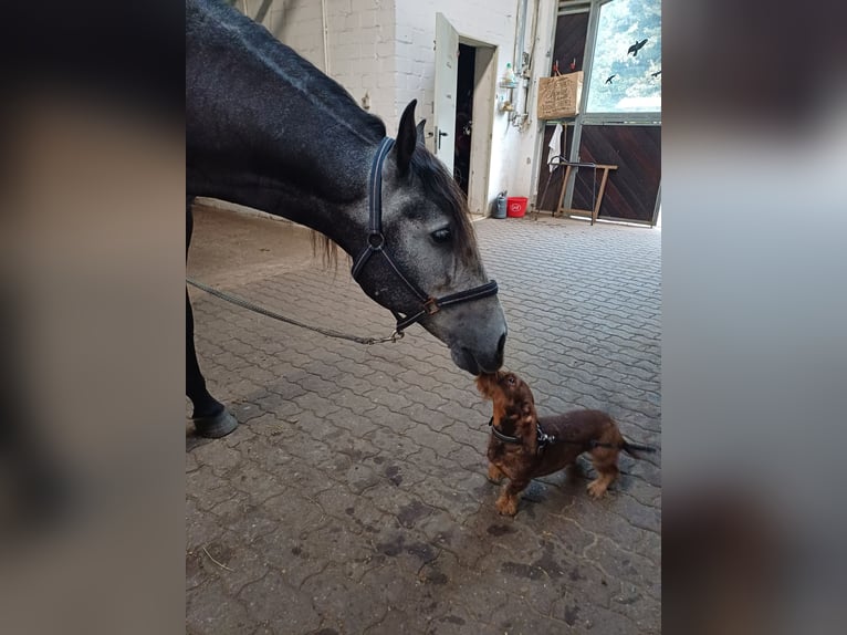PRE Mix Gelding 7 years 16,1 hh Grey-Dark-Tan in Neum&#xFC;nster