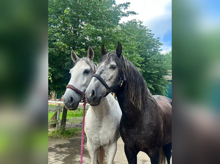 PRE Mix Gelding 7 years 16,1 hh Grey-Dark-Tan in Neum&#xFC;nster