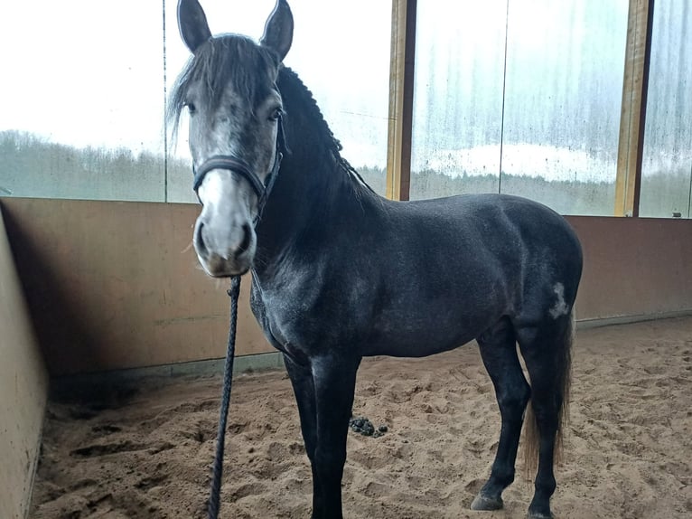 PRE Mix Gelding 7 years 16,1 hh Grey-Dark-Tan in Neum&#xFC;nster