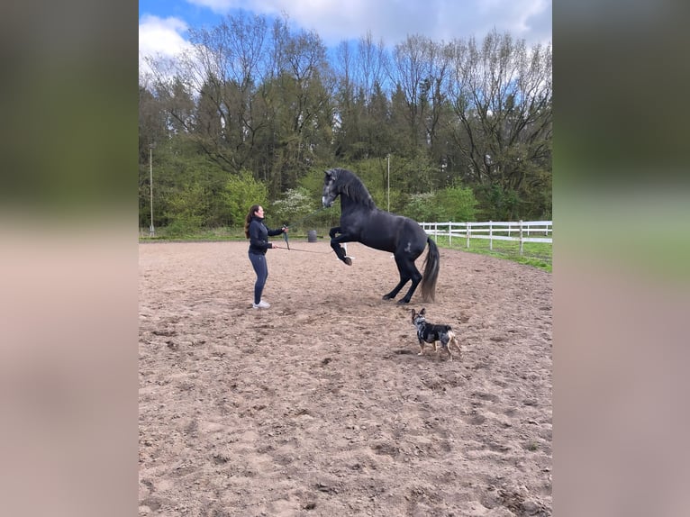 PRE Mix Gelding 7 years 16,1 hh Grey-Dark-Tan in Neum&#xFC;nster