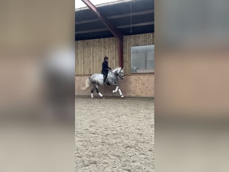 PRE Gelding 7 years 16,1 hh Grey in Fredensborg