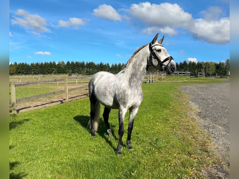 PRE Gelding 7 years 16,1 hh Grey in Fredensborg
